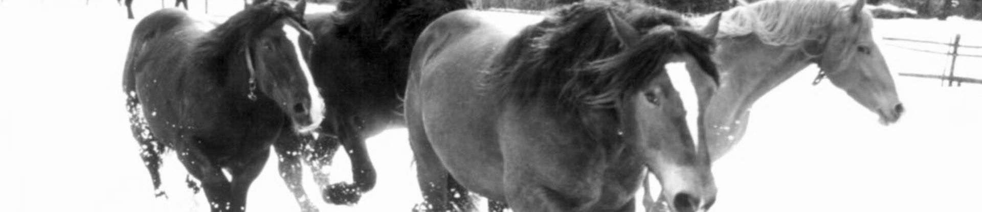 Pferde Pferde