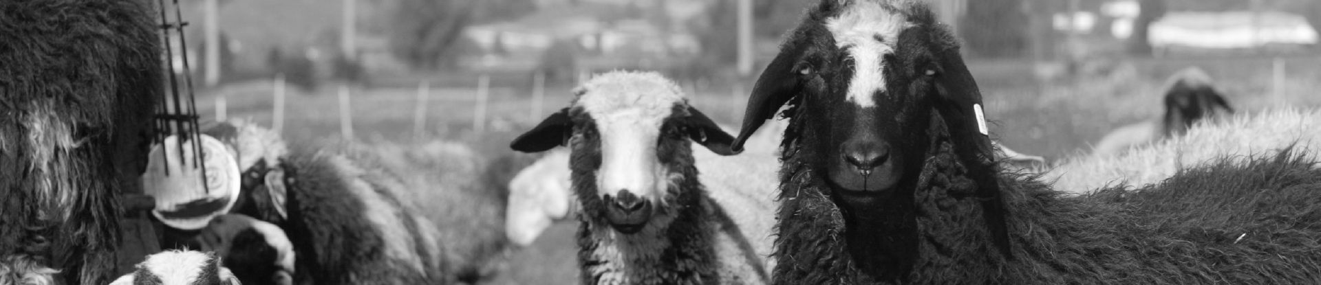 Schafe Schafe